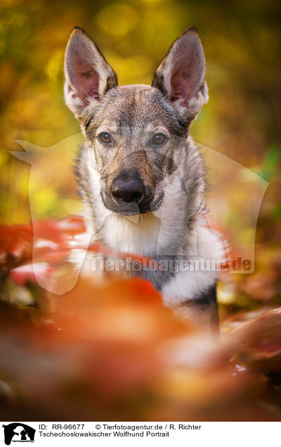 Tschechoslowakischer Wolfhund Portrait / Czechoslovakian Wolf dog Portrait / RR-96677
