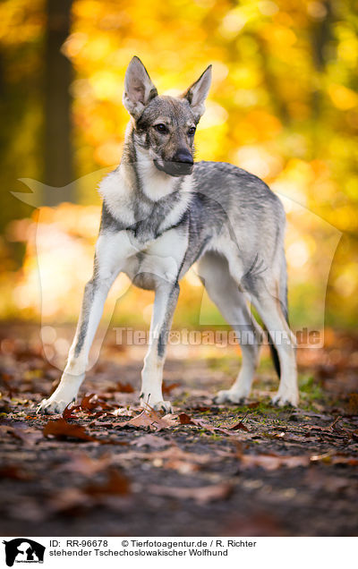stehender Tschechoslowakischer Wolfhund / standing Czechoslovakian Wolf dog / RR-96678