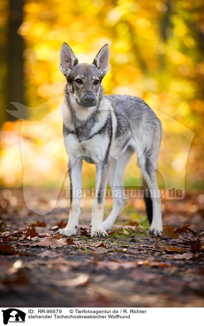 stehender Tschechoslowakischer Wolfhund / standing Czechoslovakian Wolf dog / RR-96679