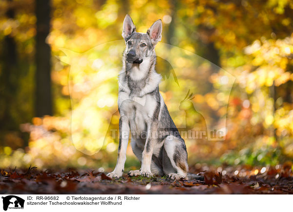 sitzender Tschechoslowakischer Wolfhund / RR-96682