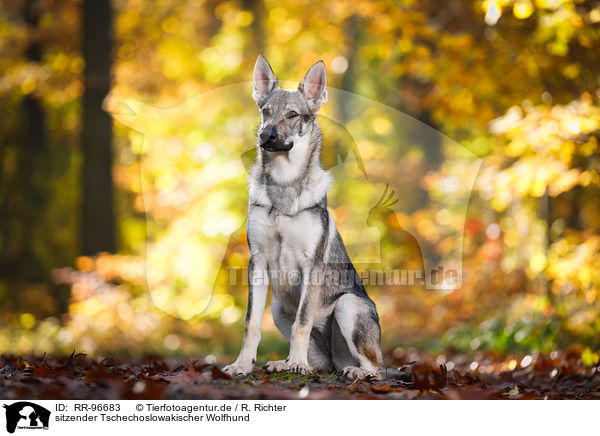 sitzender Tschechoslowakischer Wolfhund / sitting Czechoslovakian Wolf dog / RR-96683