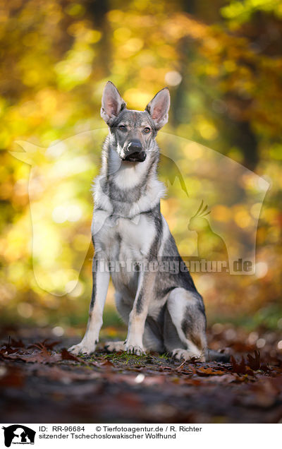 sitzender Tschechoslowakischer Wolfhund / sitting Czechoslovakian Wolf dog / RR-96684
