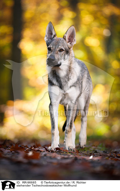 stehender Tschechoslowakischer Wolfhund / RR-96685