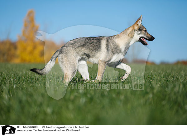 rennender Tschechoslowakischer Wolfhund / running Czechoslovakian Wolf dog / RR-96690