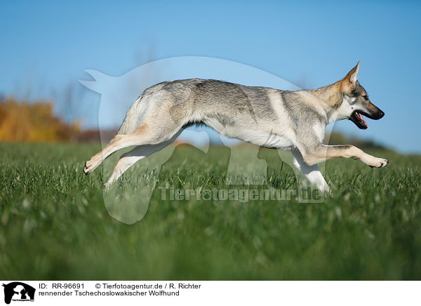 rennender Tschechoslowakischer Wolfhund / running Czechoslovakian Wolf dog / RR-96691