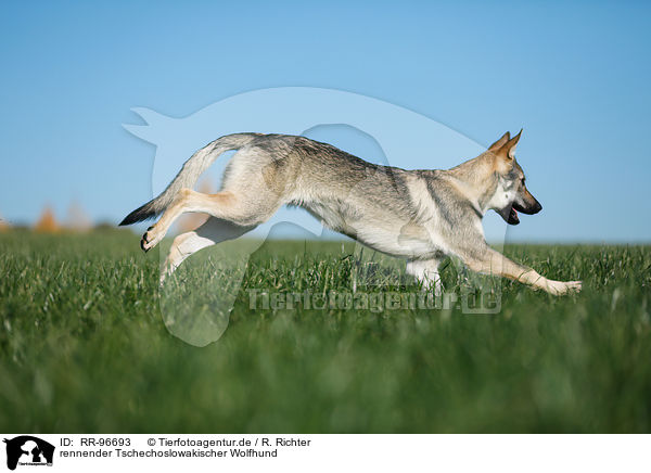 rennender Tschechoslowakischer Wolfhund / running Czechoslovakian Wolf dog / RR-96693