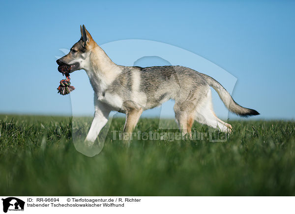 trabender Tschechoslowakischer Wolfhund / RR-96694