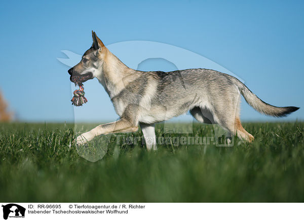 trabender Tschechoslowakischer Wolfhund / RR-96695