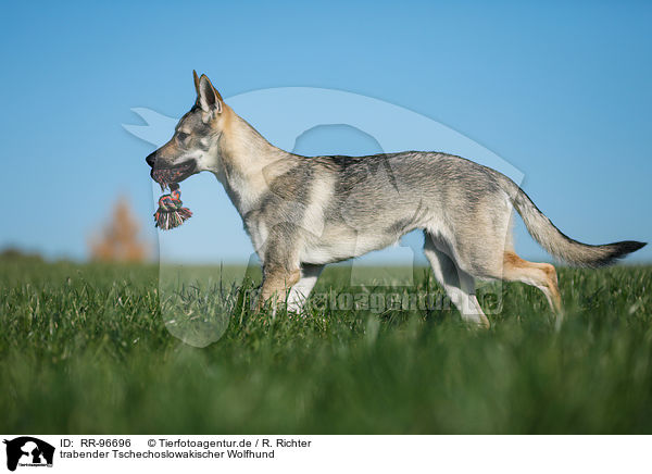 trabender Tschechoslowakischer Wolfhund / trotting Czechoslovakian Wolf dog / RR-96696