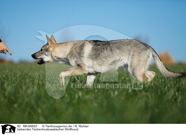 trabender Tschechoslowakischer Wolfhund / RR-96697