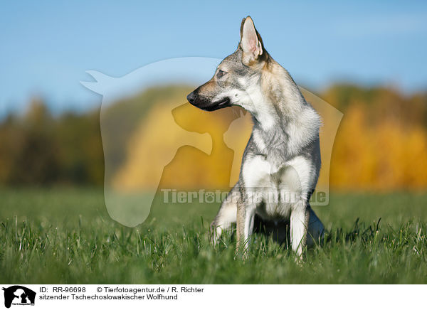 sitzender Tschechoslowakischer Wolfhund / sitting Czechoslovakian Wolf dog / RR-96698