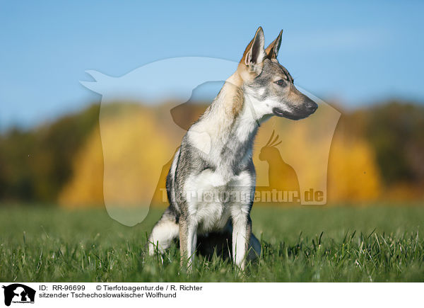 sitzender Tschechoslowakischer Wolfhund / RR-96699