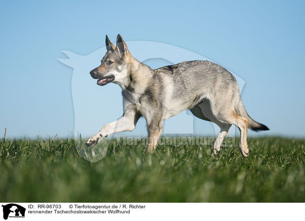 rennender Tschechoslowakischer Wolfhund / RR-96703