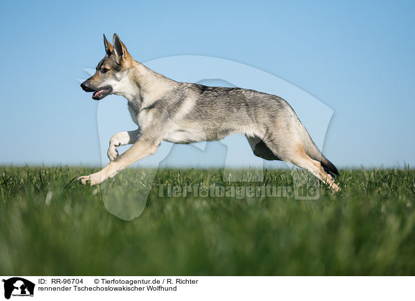 rennender Tschechoslowakischer Wolfhund / RR-96704