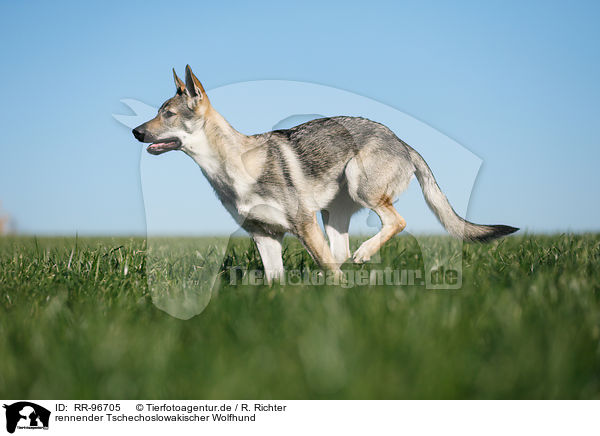 rennender Tschechoslowakischer Wolfhund / RR-96705