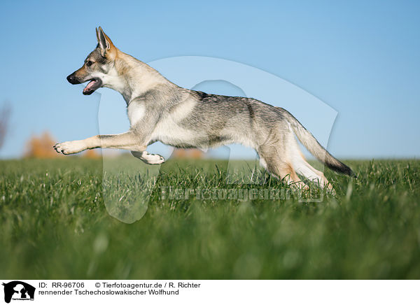 rennender Tschechoslowakischer Wolfhund / RR-96706