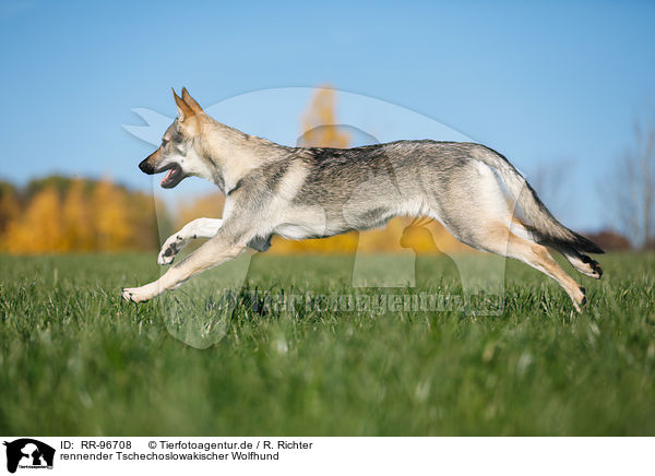 rennender Tschechoslowakischer Wolfhund / RR-96708