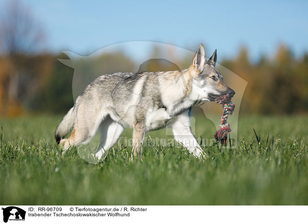 trabender Tschechoslowakischer Wolfhund / trotting Czechoslovakian Wolf dog / RR-96709