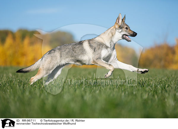rennender Tschechoslowakischer Wolfhund / RR-96711