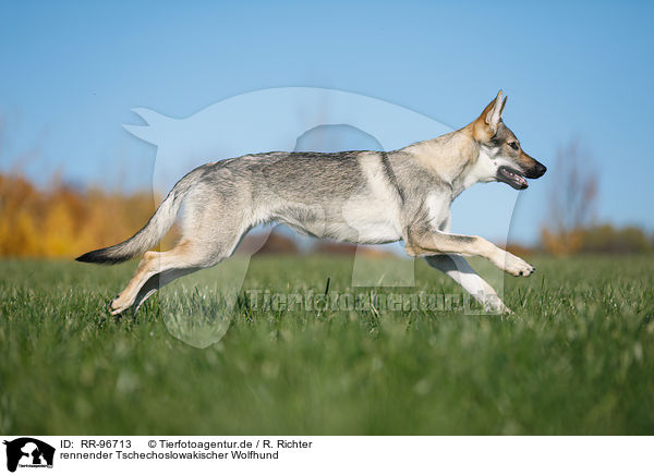 rennender Tschechoslowakischer Wolfhund / RR-96713
