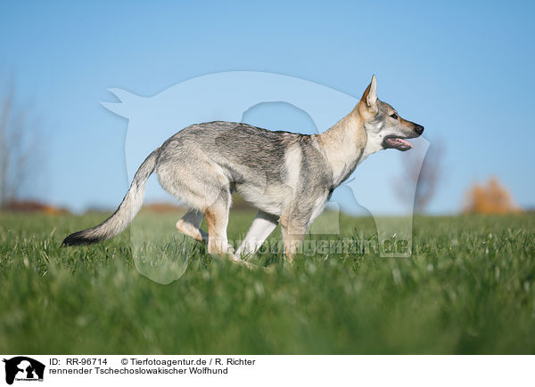 rennender Tschechoslowakischer Wolfhund / RR-96714
