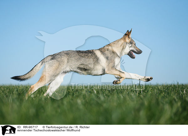 rennender Tschechoslowakischer Wolfhund / RR-96717
