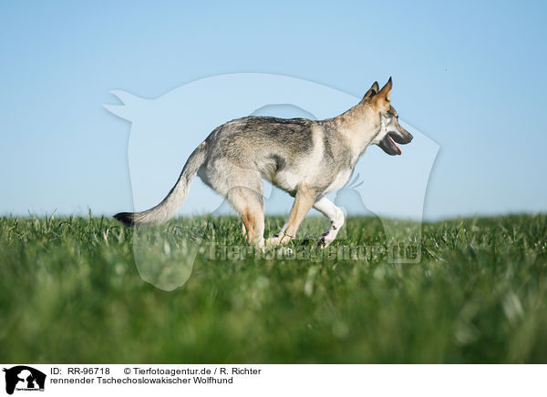 rennender Tschechoslowakischer Wolfhund / running Czechoslovakian Wolf dog / RR-96718
