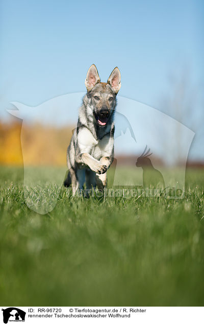 rennender Tschechoslowakischer Wolfhund / running Czechoslovakian Wolf dog / RR-96720