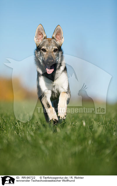 rennender Tschechoslowakischer Wolfhund / RR-96722
