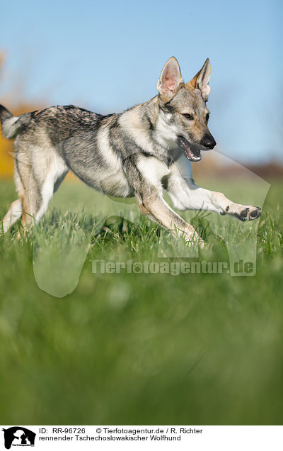 rennender Tschechoslowakischer Wolfhund / running Czechoslovakian Wolf dog / RR-96726
