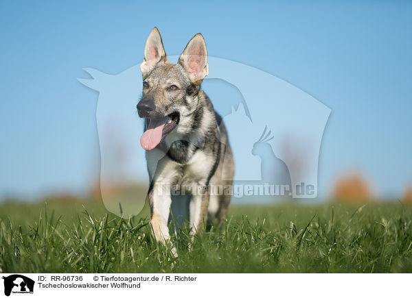 Tschechoslowakischer Wolfhund / Czechoslovakian Wolf dog / RR-96736