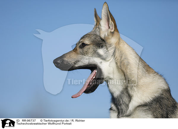Tschechoslowakischer Wolfhund Portrait / Czechoslovakian Wolf dog Portrait / RR-96737