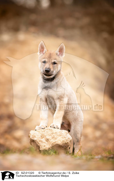 Tschechoslowakischer Wolfshund Welpe / Czechoslovakian Wolfdog Puppy / SZ-01320