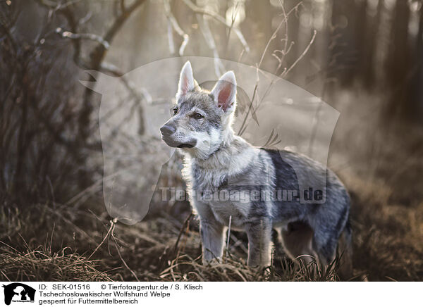 Tschechoslowakischer Wolfshund Welpe / Czechoslovakian Wolfdog Puppy / SEK-01516