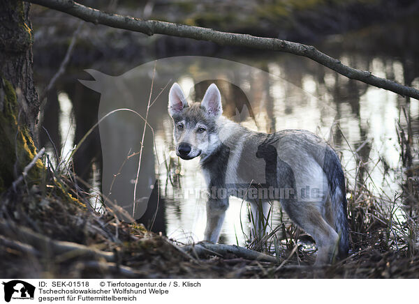 Tschechoslowakischer Wolfshund Welpe / Czechoslovakian Wolfdog Puppy / SEK-01518