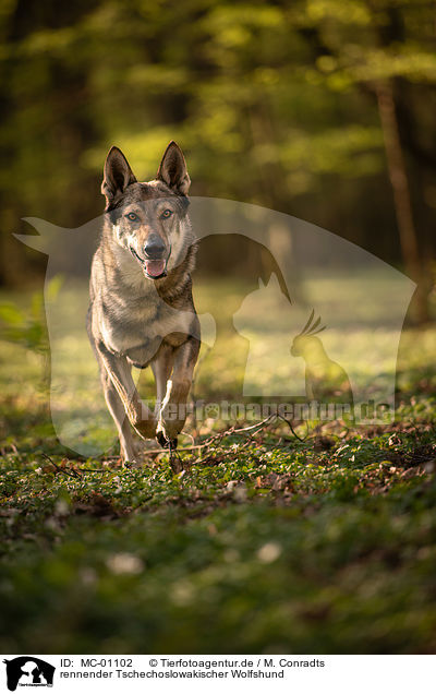 rennender Tschechoslowakischer Wolfshund / running Czechoslovakian Wolfdog / MC-01102