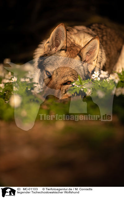liegender Tschechoslowakischer Wolfshund / lying Czechoslovakian Wolfdog / MC-01103