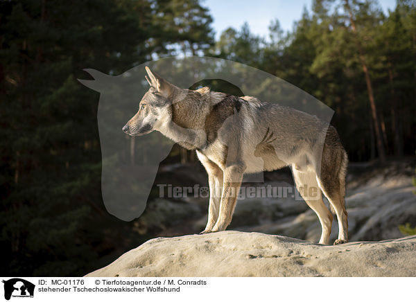 stehender Tschechoslowakischer Wolfshund / standing Czechoslovakian Wolfdog / MC-01176