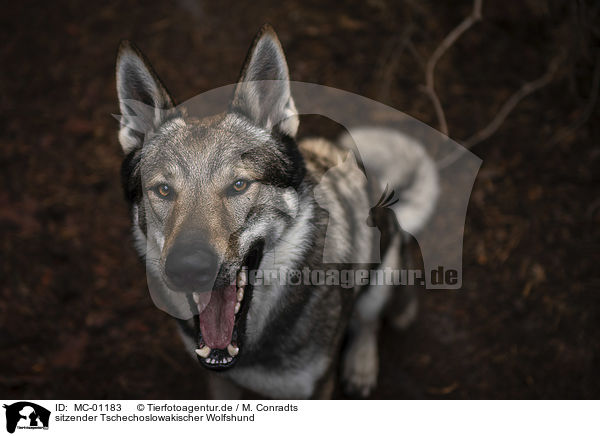 sitzender Tschechoslowakischer Wolfshund / sitting Czechoslovakian Wolfdog / MC-01183