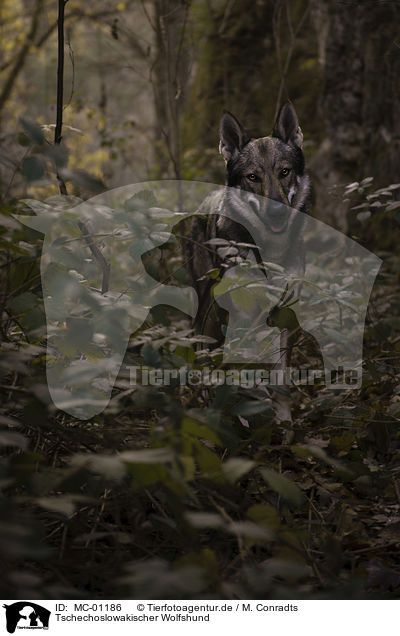 Tschechoslowakischer Wolfshund / Czechoslovakian Wolfdog / MC-01186