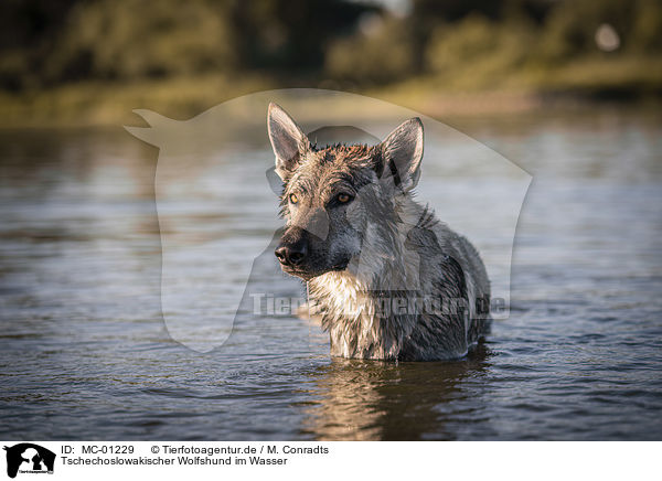 Tschechoslowakischer Wolfshund im Wasser / Czechoslovakian Wolfdog in the water / MC-01229