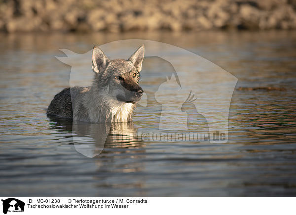 Tschechoslowakischer Wolfshund im Wasser / Czechoslovakian Wolfdog in the water / MC-01238