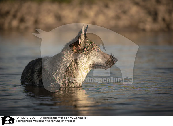 Tschechoslowakischer Wolfshund im Wasser / Czechoslovakian Wolfdog in the water / MC-01239