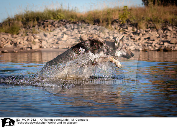 Tschechoslowakischer Wolfshund im Wasser / MC-01242