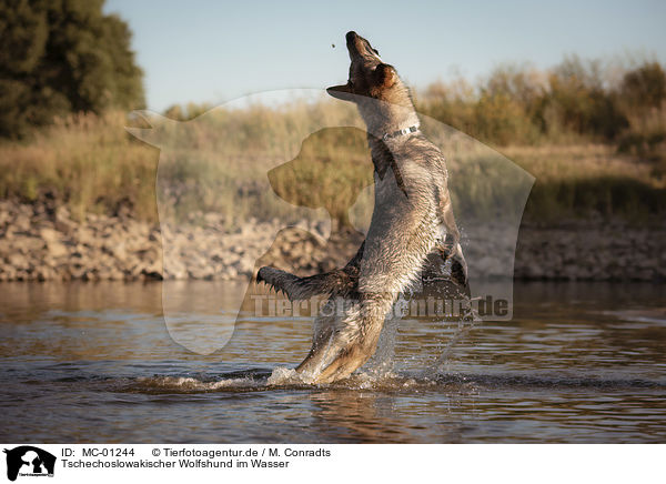 Tschechoslowakischer Wolfshund im Wasser / MC-01244