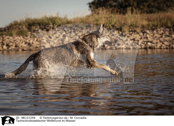 Tschechoslowakischer Wolfshund im Wasser / Czechoslovakian Wolfdog in the water / MC-01248