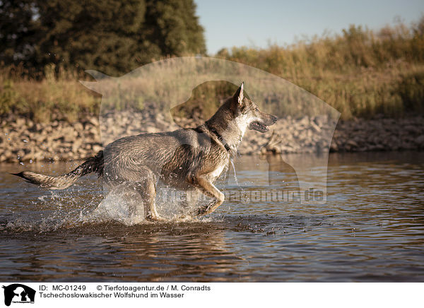 Tschechoslowakischer Wolfshund im Wasser / Czechoslovakian Wolfdog in the water / MC-01249