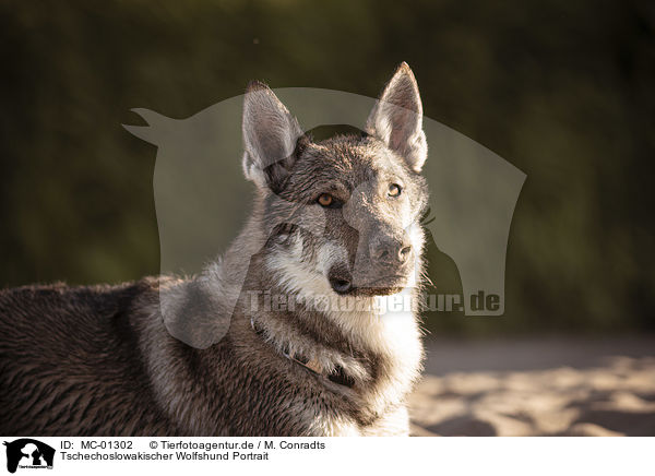 Tschechoslowakischer Wolfshund Portrait / Czechoslovakian Wolfdog portrait / MC-01302