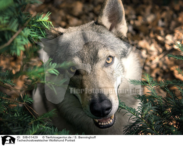 Tschechoslowakischer Wolfshund Portrait / SIB-01429