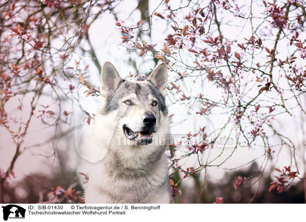 Tschechoslowakischer Wolfshund Portrait / SIB-01430